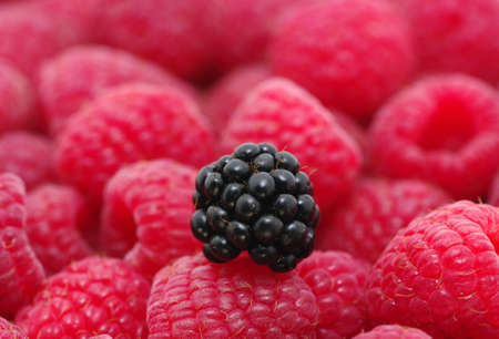the ripe red raspberries background 