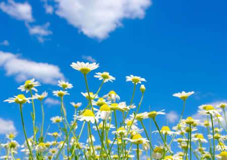 white daisies on blue sky background の写真素材