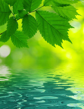 Green leaves over abstract backgroundの写真素材