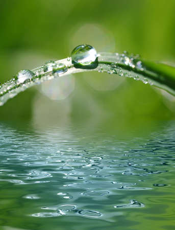water drops on the green grassの写真素材