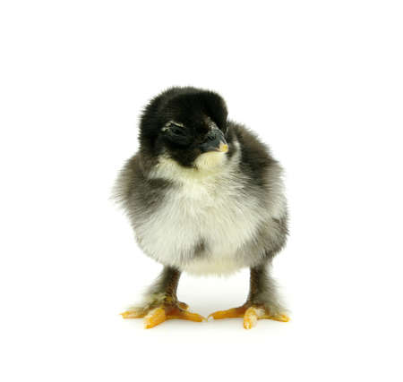 little chicken isolated on the whiteの写真素材