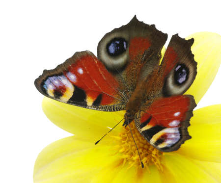 butterfly and flower isolated on the white  の写真素材