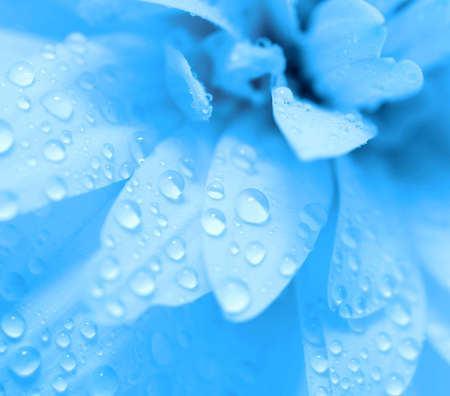 Abstract petals of a flower with dropsの写真素材