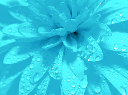 Abstract petals of a flower with dropsの写真素材