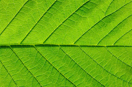 close up of green leaf textureの写真素材