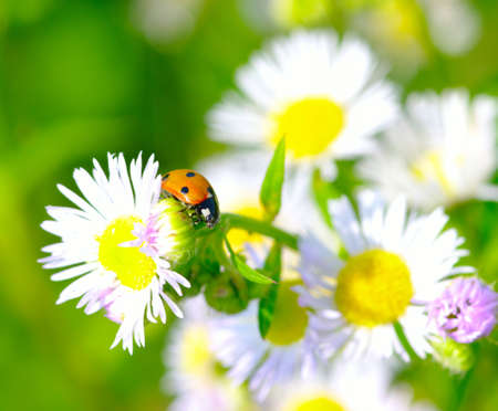 The ladybug sits on a flowerの写真素材