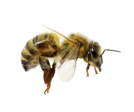 bee isolated on the white