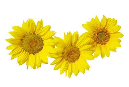 Yellow sunflower isolated on whiteの写真素材