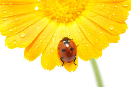 ladybug on an orange flowerの写真素材