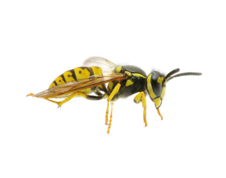 wasp isolated on white backgroundの写真素材
