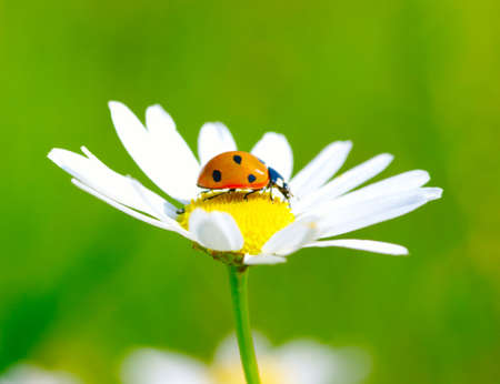 The ladybug sits on a flowerの写真素材
