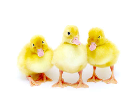 yellow ducks on a white background の写真素材