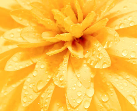 Abstract petals of a flower with dropsの写真素材