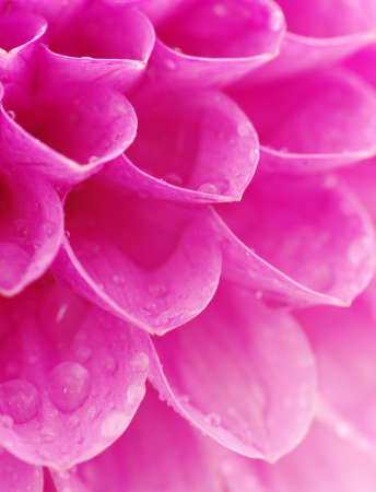 Abstract petals of a flower with dropsの写真素材