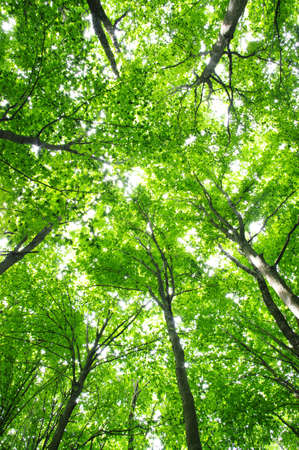Trees in a green forest in spring