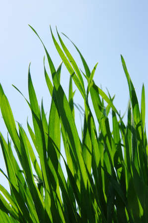 green grass under blue sky の写真素材
