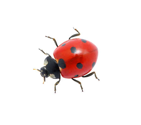  Ladybug isolated on the whiteの写真素材