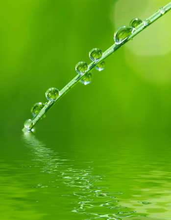 water drops on the green grassの写真素材