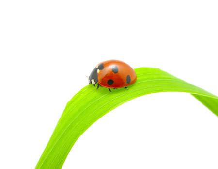 ladybug sitting on a green leafの写真素材