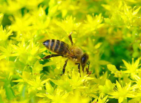 Bee on the yellow flower 