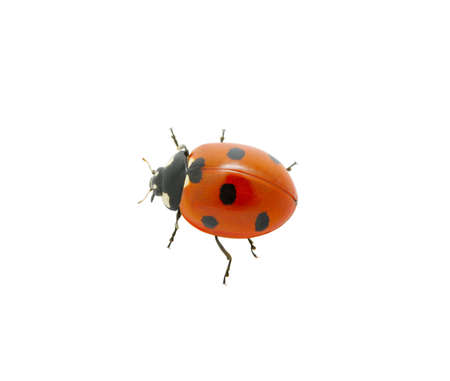 red ladybug isolated on the white