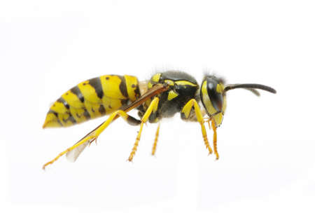 wasp isolated on white background