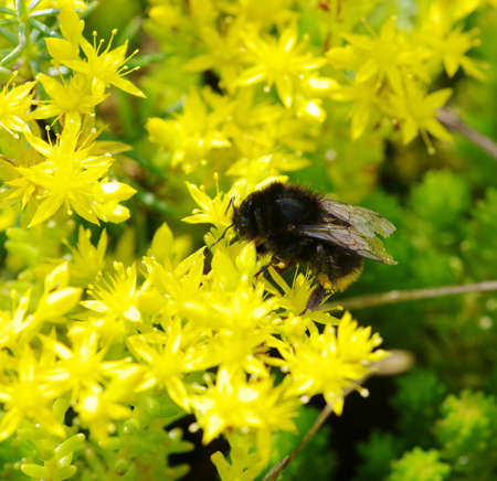 bumblebee on the yellow flower 