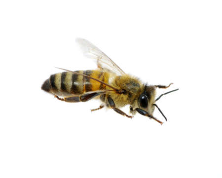 bee isolated on the white