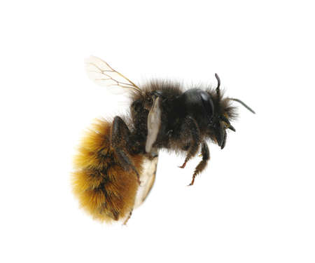 bumblebee isolated on the whiteの写真素材