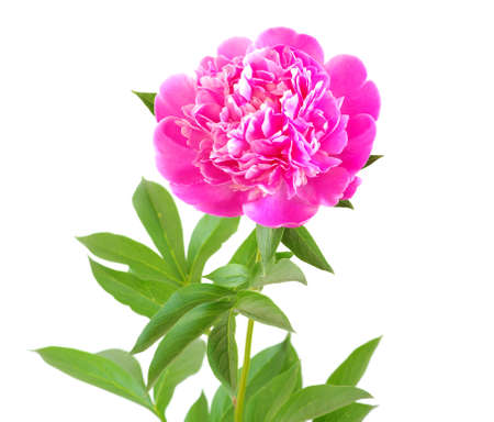 pink peony flower isolated on whiteの写真素材