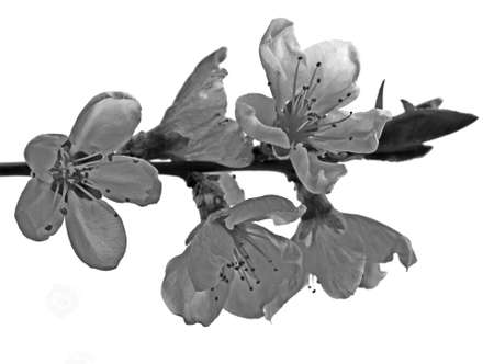 Branch with pink blossoms isolated on white background 
の写真素材