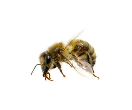 bee isolated on the white