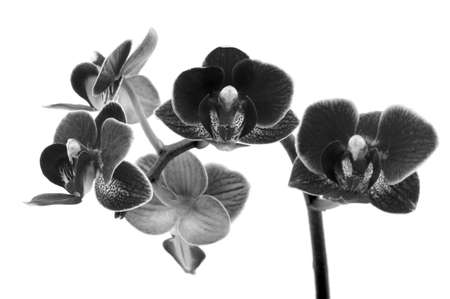 Pink orchid isolated on a white background の写真素材