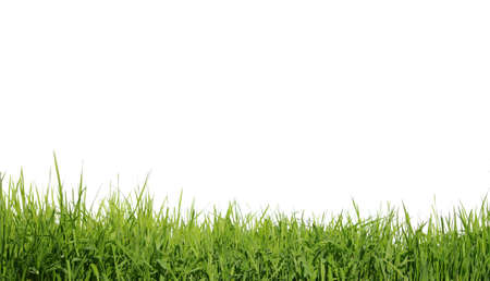 green grass on white backgroundの写真素材