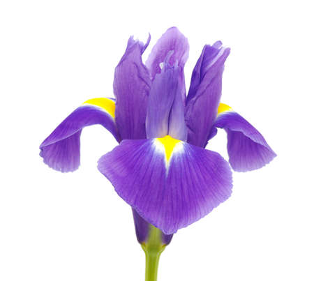 Iris on the white background の写真素材