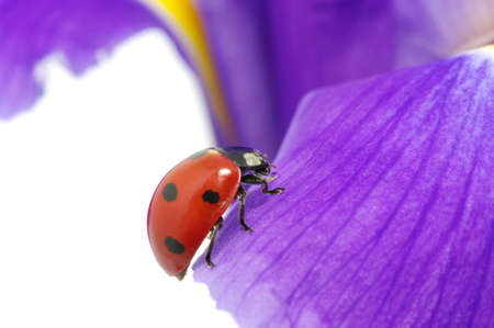 The ladybug sits on a flower petalの写真素材
