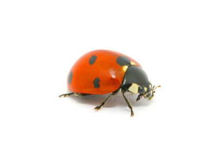  Ladybug isolated on the whiteの写真素材
