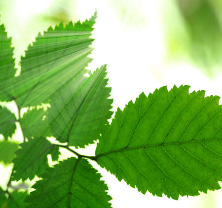 Sun beams and green leaves