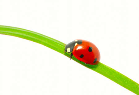 ladybug sitting on a green leafの写真素材