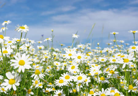 white daisies on blue sky background の写真素材