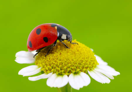 ladybug sits on a flowerの写真素材