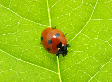 ladybug sitting on a green leafの写真素材