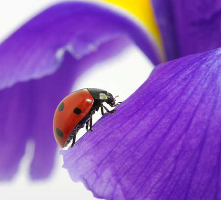 ladybug sits on a flower petalの写真素材