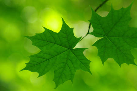 Green leaves over abstract background
