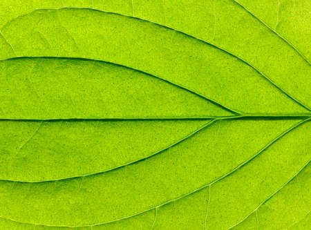 close up of green leaf texture