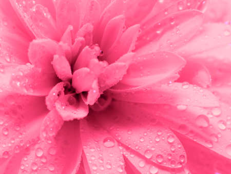 Abstract petals of a flower with dropsの写真素材