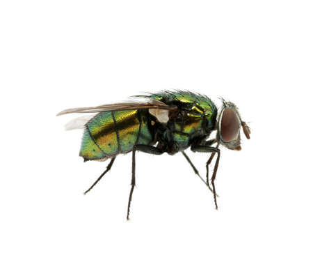 green fly isolated on white 