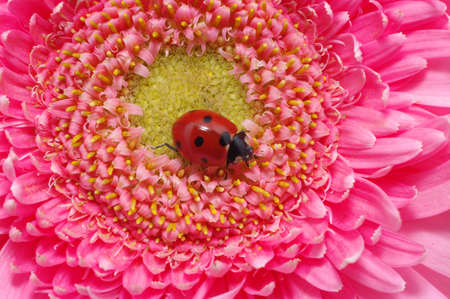 ladybug sits on a flower petalの写真素材
