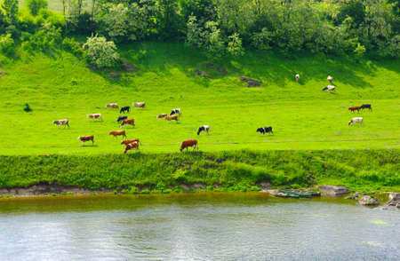 Cows on the green meadow の写真素材