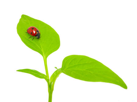ladybug sitting on a green leaf